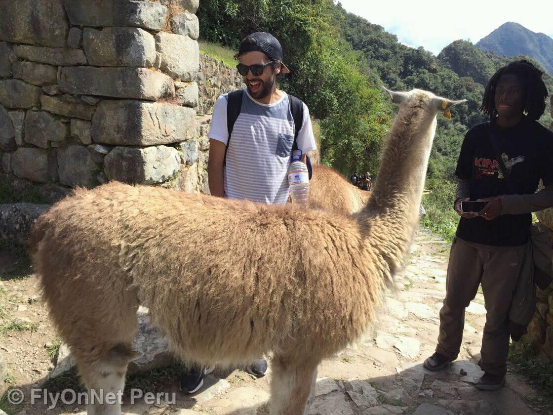 Fotoalbum: Lama in Machu Picchu